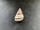 #I Liguus Fasciatus F++/Gem 33.4mm land snail shell — photo 1