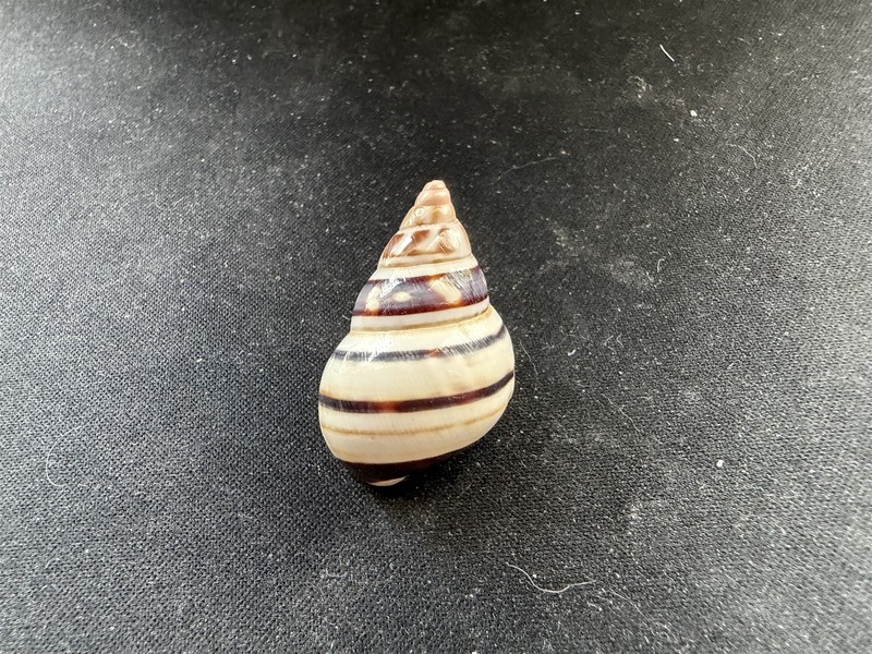 #I Liguus Fasciatus F++/Gem 33.4mm land snail shell