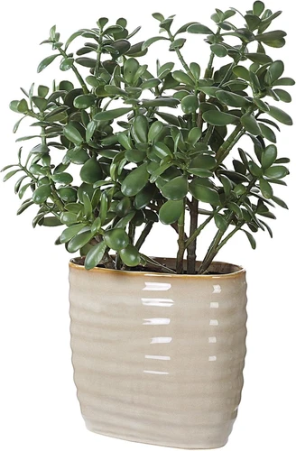 Crassula Jade Planter - 23.5" Tall, 18" Wide Decorative Accent - Picture 1 of 5