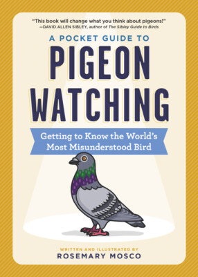 A Pocket Guide To Pigeon Watching: Getting To Know The World's Most Misunde...