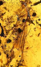 Rare Aves Bird Feather, Fossil inclusion in Burmese Amber
