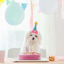 10 Pcs Dog Birthday Party Supplies Hat for Animal Cone Adjustable Pet