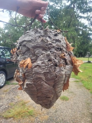 Bald-Faced Hornets Next; Roughly 13''x11'' Nice Shape