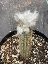 Hairy Blue Torch, Pilosocereus Azureus | Live cactus