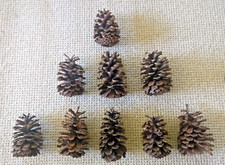 9-6-8  LARGE GA PINE CONES CLEAN WASHED/DRIED  READY FOR DISPLAY/CRAFTS-NICE 