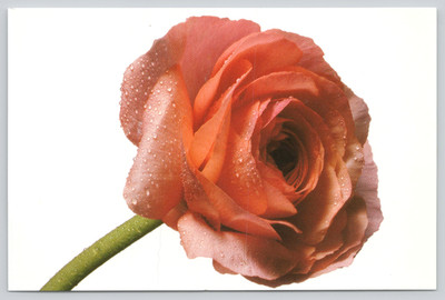 Postcard Droplets on Roses 2001 Abbott Laboratories Ensure Health Connections Ad