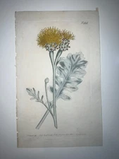 Curtis Botanical Early 19th Century H/C Engraving 1st Edition Flowers 494
