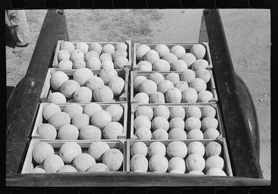 Photo:Cantaloupes, one of the main crops of Box Elder County, Utah