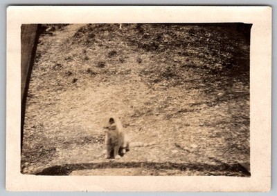 Vtg B&W Snapshot Cute Fluffy Cat Sitting On Dirt Path Outdoors Pet 1950s