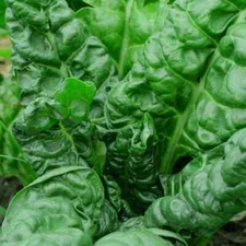 Perpetual Spinach Swiss Chard Seeds, NON-GMO, Salad Greens, FREE SHIPPING