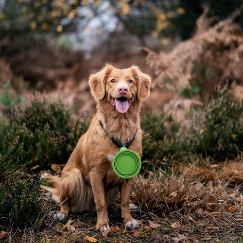 Travel Collapsible Dog Bowl Green, 12oz Portable Pet Feeder, 1 Carabineer, 10... - Picture 5 of 5