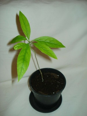 Avocado Tree seedling Persea americana exotic plant tree indoor future Bonsai | eBay Avocado Tree seedling Persea americana exotic plant tree indoor future Bonsai | eBay