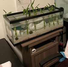 20gal Long Aquarium with cycled Fluval filter...