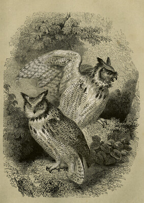 Antiker Druck-TOLLE GEHÖRNTE EULE-TIGEREULE-SCHUSSEULE-STRIX VIRGINIANA-Le Maout-1853