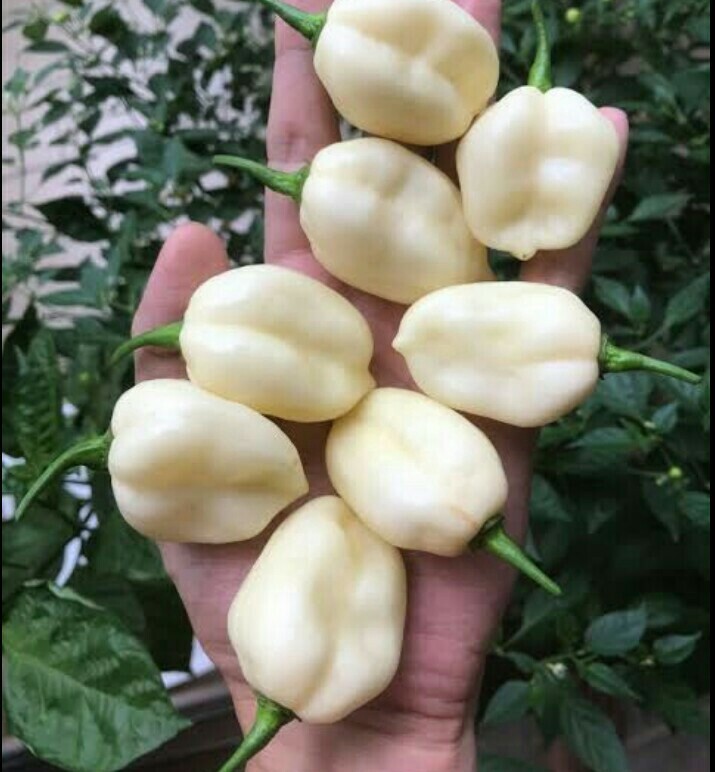 Chilli BHUT JOLOKIA GHOST WHITE chili 10 Seeds chile pepper HOT