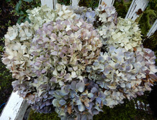 11 suszonych kwiatów hortensji antyczny kremowy z fioletowym rustykalnym DIY SEKUNDY