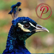 Image Digital Picture Photo Wallpaper Background Desktop Art-Number