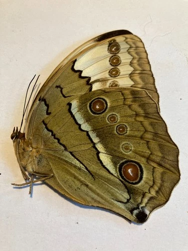 Real Butterfly/Moth/Insect B2980 Non set Rare Stichophthalma louisa?/mathilda?