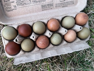    12 Rainbow chicken hatching eggs| Healthy Flock - NOT Barnyard Mix  