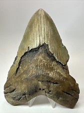 Megalodon Shark Tooth 6.30 inch - Monster - Authentic Fossil - Carolina 17869