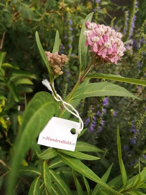 HUNDREDFOLD Swamp Milkweed 20 Flower Seeds Asclepias incarnata Native for Monarch Butterfly