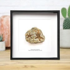Petraster Starfish Box Frame Real Dinosaur Fossil Home Decor Interior Design