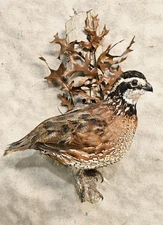 Oak Scene Bobwhite quail grouse pheasant taxidermy bird art