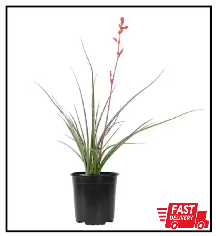 red yucca plant products for sale | eBay