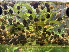 Mystery Snails Live Freshwater 8-Pack Assorted Colors