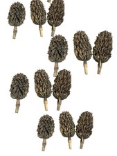 MAGNOLIA SEED PODS for WREATHS/NATURE CRAFTS/ HOLIDAY DECOR - Lot of 12