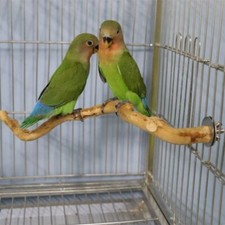 1X 30cm Wooden Parrot Bird Stand Tree Branch Pet Budgie Hanging Toy