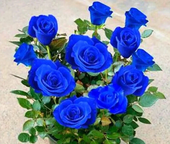 Rose 'Blue Bajou' raised in Germany | German Rose Collection