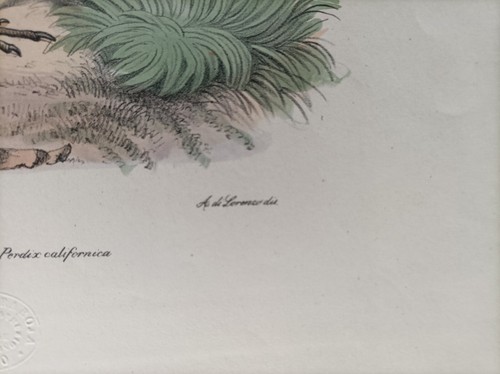1863/79 R. Pietraroia Uccelli Colino Della California - 第 3/6 張圖片
