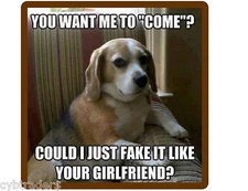 Funny Dog Beagle   Refrigerator / Tool  Box  Magnet