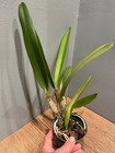 L. lobata `Hackneau' Original Division Species Cattleya Orchid Plant — photo 3