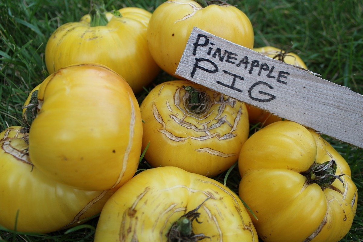 Pineapple Pig Tomato Seeds - 50 Seeds - Gigantic Yellow Low Acid