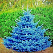 COLORADO BLUE SPRUCE TREE SEEDS (Picea pungens) "Glauca" Cold Hardy Bonsai Plant