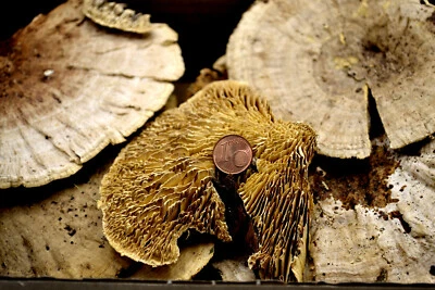 Muwse 150g Baumschwamm Baumpilz Basteln Zunderschwamm Floristik Deko Zunder