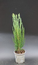 Juniperus  Blue Arrow Mountain juniper 9cm Pot Columnar growth habit