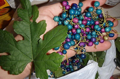 Porcelaine grape vine live plant, Ampelopsis hardy liana blue rare berries 1y.o.