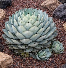 Agave parryi 100 SEEDS -  - SEMI Agave di Parry | Agave mescal