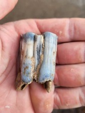 Historic bison tooth with blue vivianite  permineralization