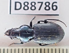 D88786. Insects, Carabidae sp. Vietnam South. A2