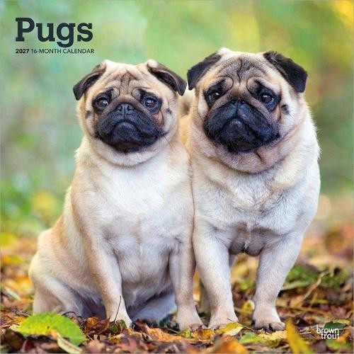 Pugs 2027 Square Flap by Browntrout (Calendar) - Image 3