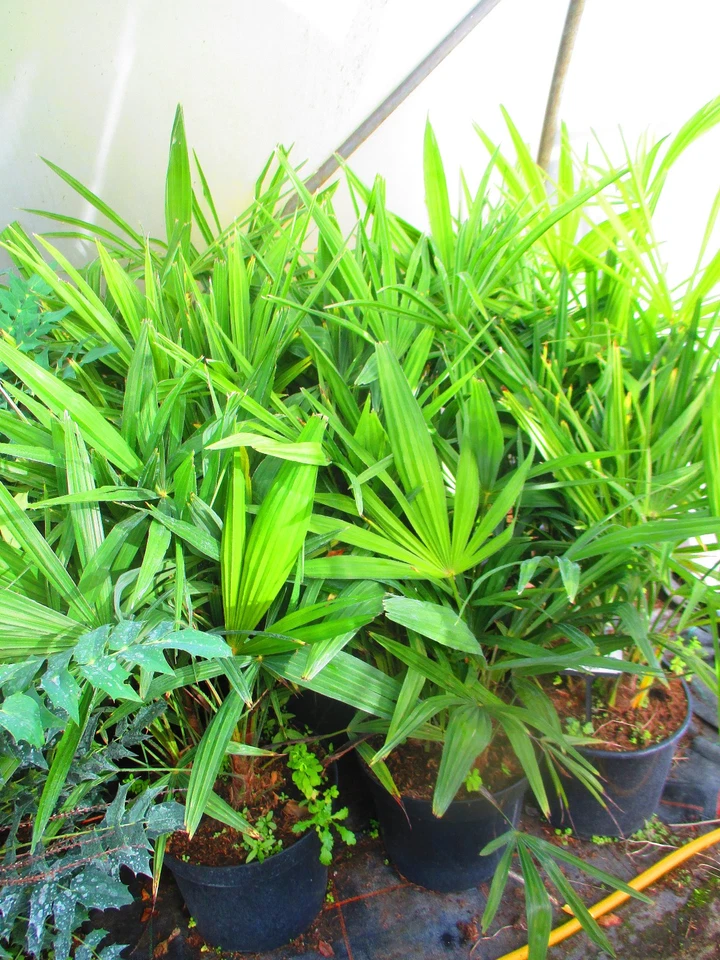 3ft inc. pot  Hardy Palm Tree Trachycarpus fortunei, 15litre, MULTI-TRUNK - Image 4 of 4