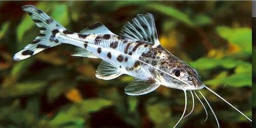 3" to 4" Polka Dot Pictus CATFISH, FAT & HEALTHY. IMPORTED South America. 