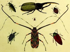 1821 Wilmsen Large Antique HERCULES BEETLE LEAF DIAMOND JEWEL HARLEQUIN WEEVIL 