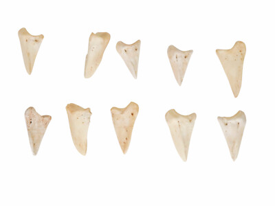 Ten (10) Deer Knuckle Coffin Bones (1137-31) Y2L
