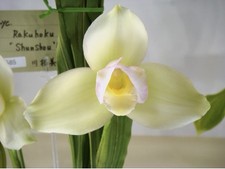 Lycaste Rakuhoku Ivory Yellow Pink Recent repot New Roots Orchid Hybrid 4” Pot