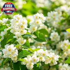 390 Climbing Jasmine Seeds, Fragrant Perennial Flowering Vine for Outdoor Garde